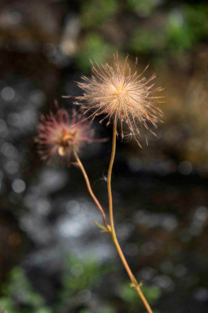 17 Rang 112 Bakr Nazmi